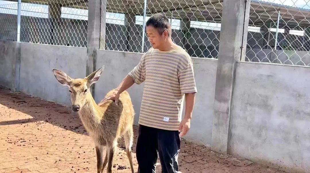 土豪炸金花三张牌